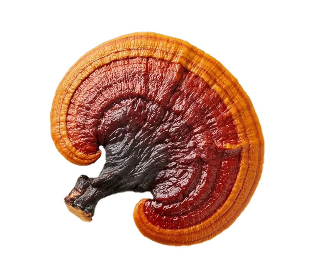 Reisi senes auglkermenis