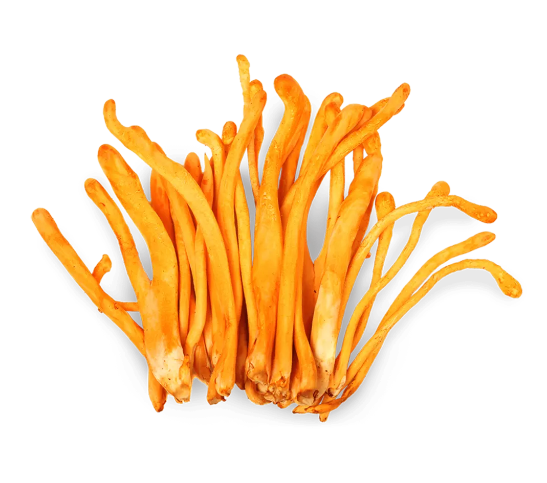 kordiceps senes auglkermenis