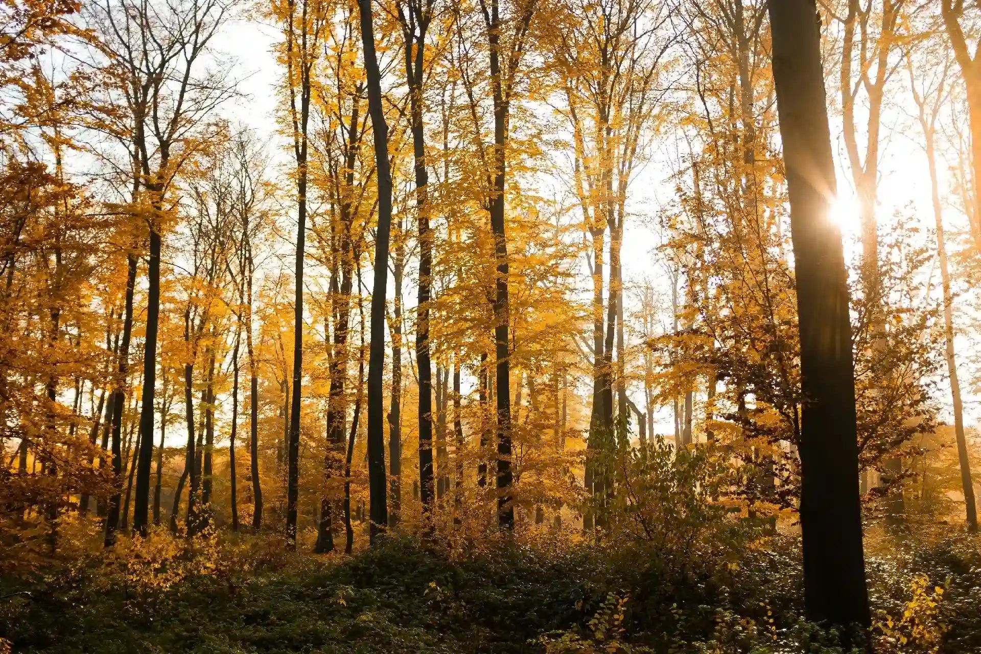 mežs rudens noskaņās