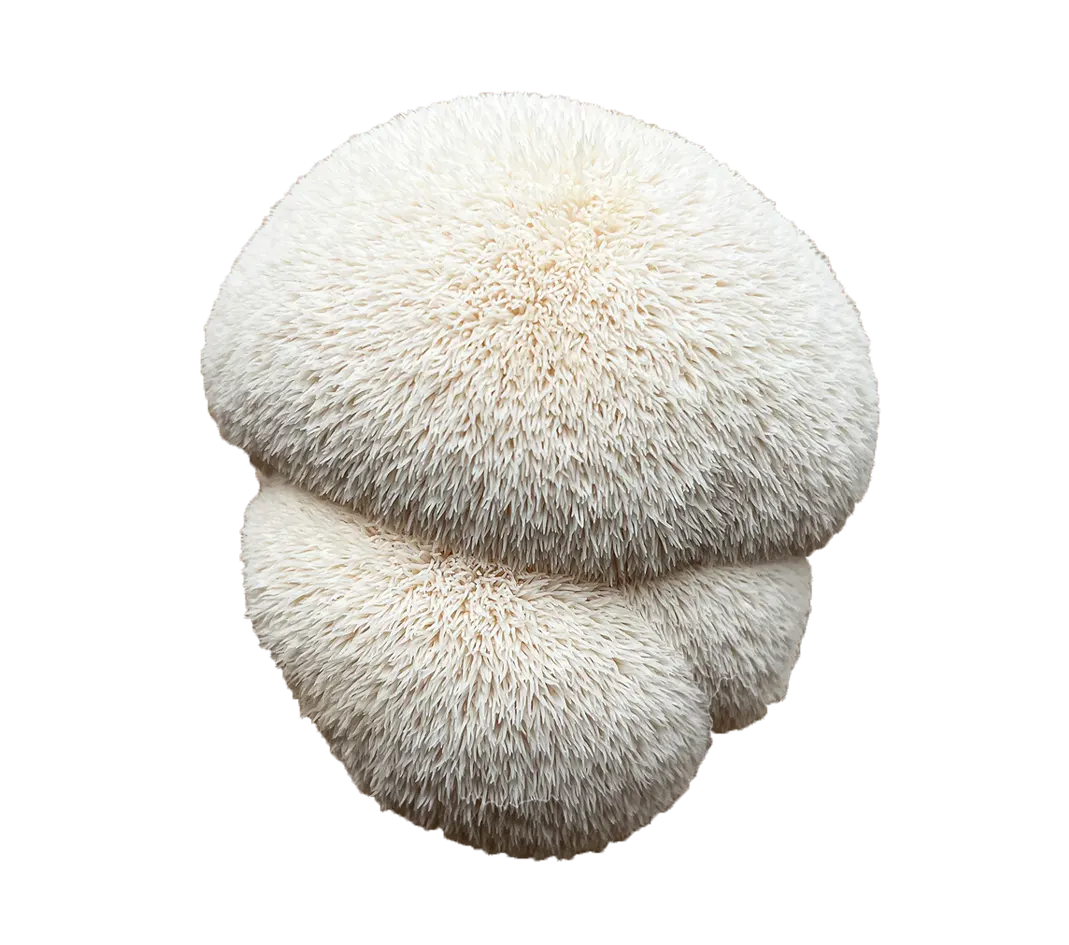 lion's mane sēnes augļķermenis uz caurspīdīga fona