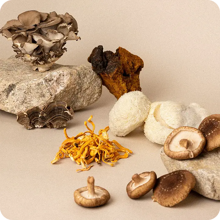 funkcionalo senu auglkermeni - lions mane - kordiceps - reisi - caga