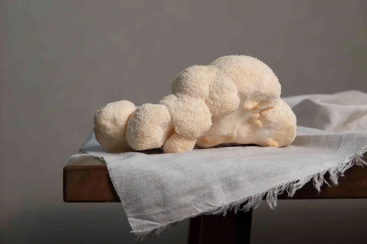 Lion's Mane sēne jeb eža dižadatenis uz koka dēlīša studijas foto