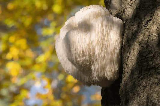 Lion's Mane īpašības un iedarbība uz veselību
