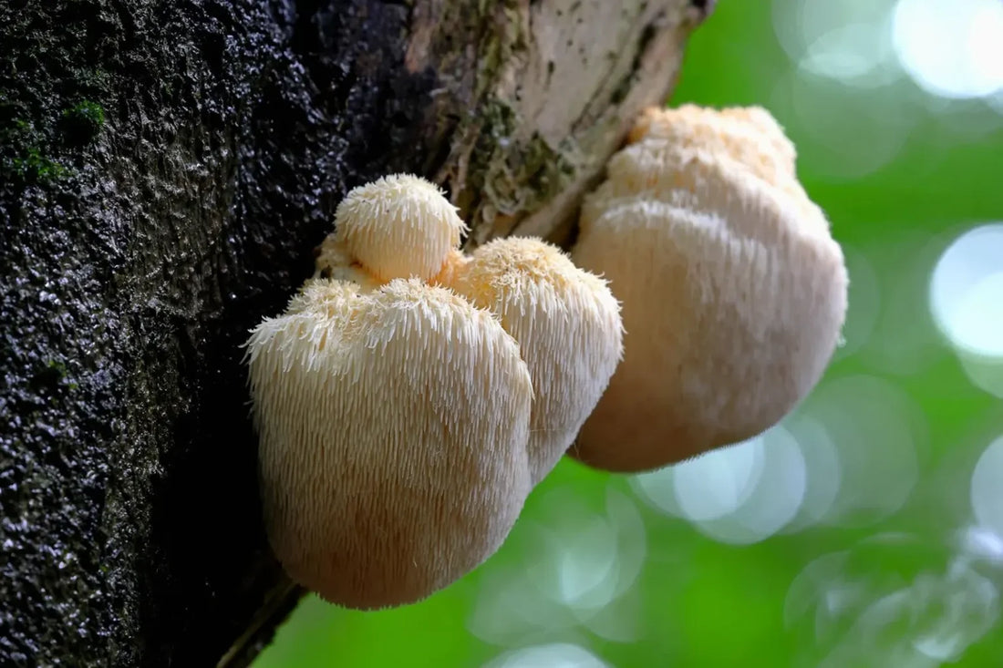 Lion’s Mane – kas tā ir un ko tā dara?