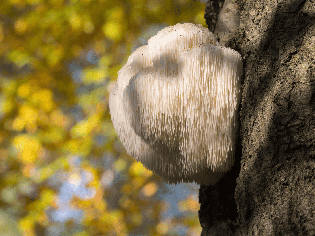 Lion's Mane īpašības un iedarbība uz veselību