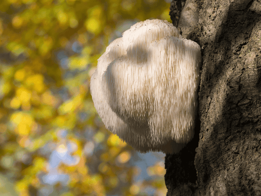 Lion's Mane īpašības un iedarbība uz veselību